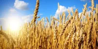 مطالبات گندم‌کاران تا ۲۲ مهر پرداخت شد