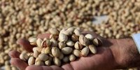 حذف ۵ محصول از فهرست محصولات کشاورزی و مواد غذایی پر آب بر