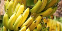 توقف واردات موز تکذیب شد؛ واردات محصولات کشاورزی طبق روال انجام می شود
