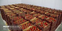 جهش ۴۳ درصدی قیمت گوجه فرنگی در آبان ۱۴۰۴