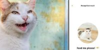 پروژه جنجالی هوش مصنوعی بایدو؛ به‌زودی می‌توانید با گربه‌تان صحبت کنید