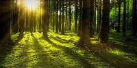 جنگل‌ها چگونه می‌توانند آینده کره زمین را نجات دهند؟