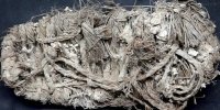 ماجرای همای سعادت و  پاپوش ۶۵۰ ساله | عکس