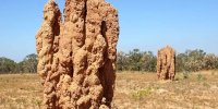 این حشرۀ کوچک شاهکارهای حیرت‌انگیز معماری می‌سازد! | عکس