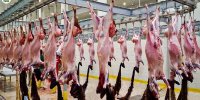 تقلب در فروش گوشت بز به عنوان گوشت گوسفند + ویدئو