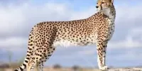 همزیستی جالب یوز و گور آسیایی در پارک ملی توران + ویدئو