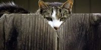 جاسوسی حیوانات برای دولت‌ها ؛ از گربه تا کلاغ و دلفین + ویدئو