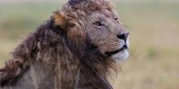 شجاعت یک مارمولک در مقابل مار کبرا و دو شیر! + ویدئو