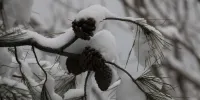 حجم سنگین برف در میانه را ببینید