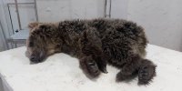 ماجرای مرگ توله خرس با زباله ‌های آمل + مسمویت های ادامه دار در طبیعت