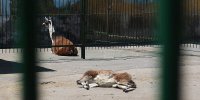 باغ‌ وحش‌ ها به قتلگاه حیوانات تبدیل شده‌ اند | پیگیری قضایی برای مرگ شیر «علی اکبری» | مرگ ۶ گونه ارزشمند در باغ‌ وحش ارم