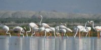 آخرین ضربه بر پیکر بحران‌ زده طبیعت | «کمجان» قربانی تازه تالاب‌ خواری | ماجرای ادعای مالکیت بر بستر کمجان چیست؟