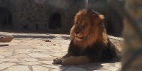 پشت پرده یک نمایش جنجالی در شیراز | آگهی فروش اینترنتی  ۱۱۰ توله شیر در ۱ سال + ویدئو