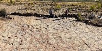 ببینید؛ ۱۶ هزار ردّپا از دایناسورهایی که ۶۶ میلیون سال قبل در اینجا می‌دویدند!