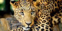 رهاسازی پلنگ شهمیرزاد با قلاده ردیاب + ویدئو
