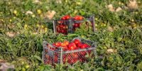 فیلم | چرا تجریشی گوجه فرنگی را نجس می‌دانستند؟