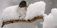 پرندگان در سرمای زمستان چگونه از خود مراقبت می‌کنند؟