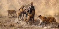 رویارویی نفس‌گیر شیرها و گاومیش‌های وحشی | ویدئو