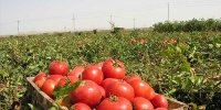 پشت پرده افزایش چند برابری قیمت گوجه‌فرنگی