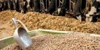فروش نهاده های دامی وارداتی به قیمت سابق
