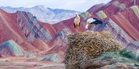تصاویری تماشایی از لک‌لک‌های قلعه‌سنگی