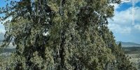 پیرترین موجود زنده ایران+ عکس