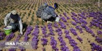 نمایی زیبا از برداشت زعفران در تربت حیدریه