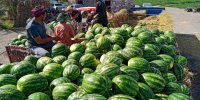 وقتی قیمت هندوانه در برزیل کم می شود!