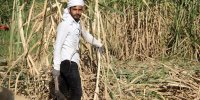 خشک شدن مزارع نیشکر؛ هشدار کارگران نیشکر هفت‌تپه درباره تنش معیشتی