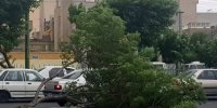 خسارت تندباد ۸۰ کیلومتری به خودروها و فضای سبز در این شهر/عکس