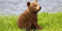 واکنش محیط زیست به خبر گم شد دومین توله خرس از پارک پردیسان