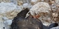 خرس ۵ ساله سوزانده شد