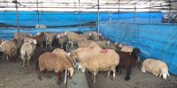 هشدارهای جدی درباره ذبح دام در عید قربان/ گوشت قربانی را ۲۴ ساعت در یخچال قرار دهید