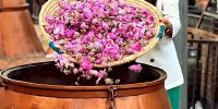 بوستان‌های تهران، غرق گل محمدی