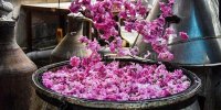 برای تماشای گلابگیری به این مقاصد سفر کنید