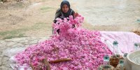 این گردشگری بوی گل می‌ دهد | برگزارکننده های اصلی آیین هزار ساله گلاب گیری
