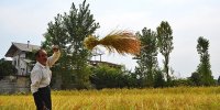برنج بازی در شالیزار +‌ فیلم