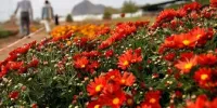 اینجا هلند ایران است | آغاز جشنواره گل در هلند ایران
