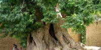 درخت ۴۵۰ ساله نطنز زنده می‌ شود