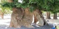 افسانه سه خواهری که سرو شدند