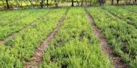 اینجا شهر ترخون ایران است | ماجرای که گیاهی روسی در دل کویر ایران