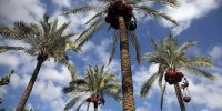 بلندترین نخل ایران چطور از بین رفت؟ | فقط یک نفر می‌ توانست به این نخل صعود کند