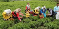 چای ایرانی در معرض نابودی است | تلاش ها برای احیای باغ های چای کافی نیست