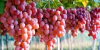 شیوه جالب خوانساری ها برای حفظ خوشه انگور از سرما + فیلم