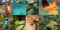 چرا برخی گونه‌های گیاهی و جانوری مهاجم هستند؟ | به چه گونه‌ای مهاجم گفته می‌شود؟
