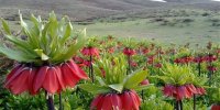 لحظه‌ شماری برای شکفتن لاله ‌های واژگون | گردشگری محافظت شده، دستور کار زاگرس نشینان برای حفاظت از لاله واژگون