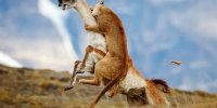 شاهکارهای عکاسی طبیعت در مرحلۀ نهایی جایزه عکاسی سونی | عکس