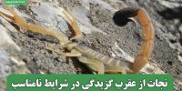 نجات از عقرب گزیدگی در شرایط نامناسب
