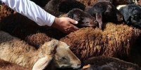 ببینید | لحظاتی جالب از اولین روز جشن‌های عید قربان در اسکندریه مصر