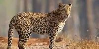 ببینید | ثبت تصویر پلنگ ایرانی و توله‌اش در پناهگاه حیات‌وحش «کم‌کی» بهاباد
